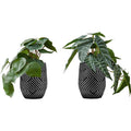 Alocasia - 8" Artificial Plant (Set of 2) in a 5" Black Pot