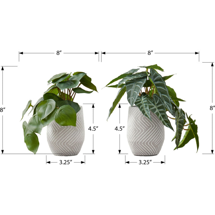 Alocasia - 8" Artificial Plant (Set of 2) in a 5" Cement Pot
