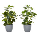 Ficus Elastica - 14" Artificial Plant (Set of 2) in a 4" Pot