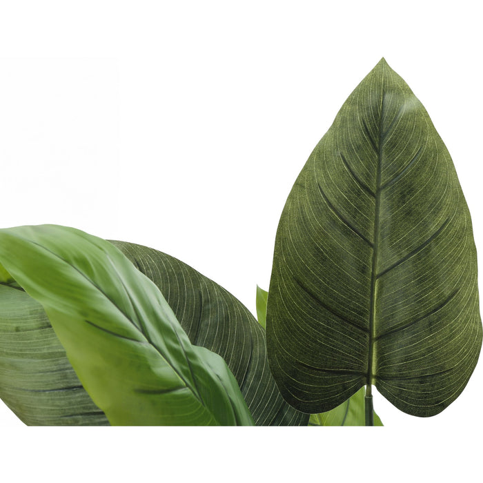 Indoor Aureum - 37" Artificial Plant in a 6" Pot