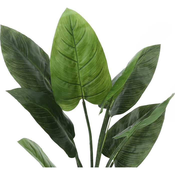 Indoor Aureum - 37" Artificial Plant in a 6" Pot