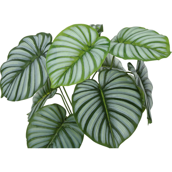 Indoor Calathea - 24" Artificial Plant in a 5" Pot