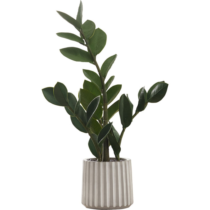 Indoor Zz - 20" Artificial Plant in a 5" Cement Pot