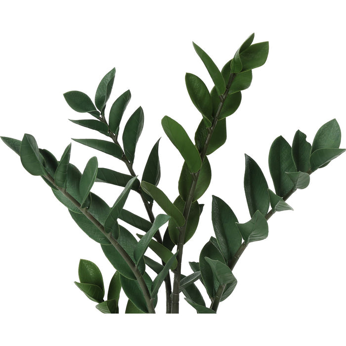 Indoor Zz - 29" Artificial Plant in a 6" Pot