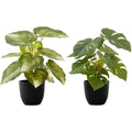 Monstera/Calathea - 13" Artificial Plant (Set of 2) in a 4" Pot