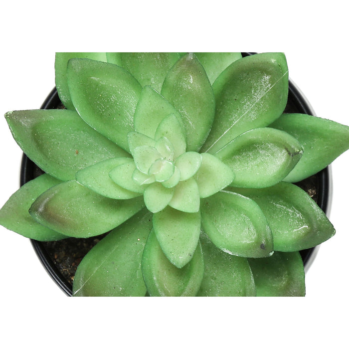 Succulent - 6" Artificial Plant (Set of 3) in a 3" Black Pot