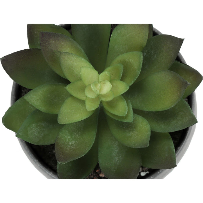 Succulent - 6" Artificial Plant (Set of 3) in a 3" Grey Pot
