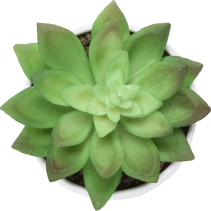 Succulent - 6" Artificial Plant (Set of 3) in a 3" White Pot
