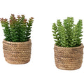 Succulent - 7" Artificial Plant (Set of 2) in a 4" Cement Pot