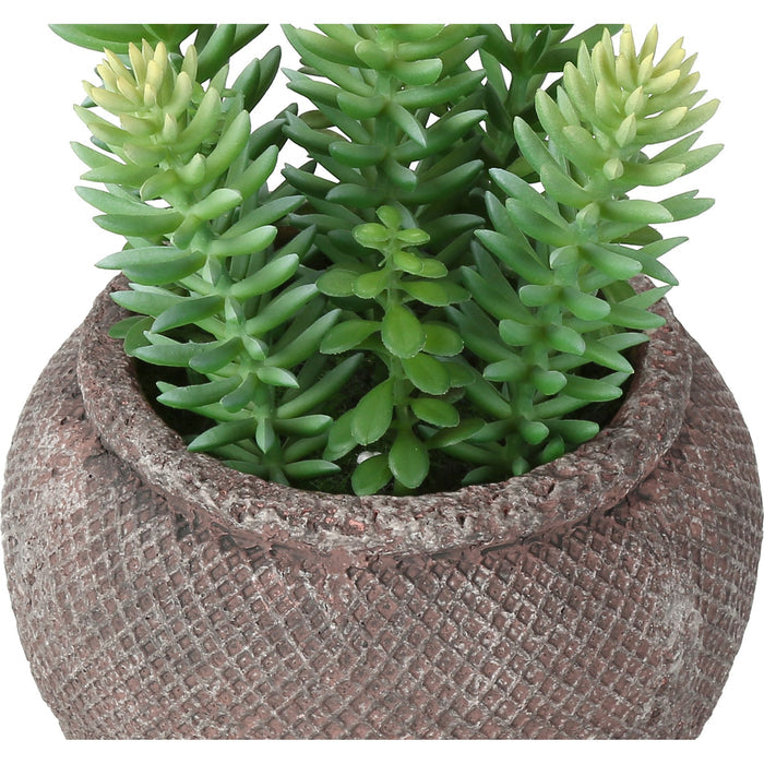 Succulent - 8" Artificial Plant (Set of 2) in a 6" Cement Pot