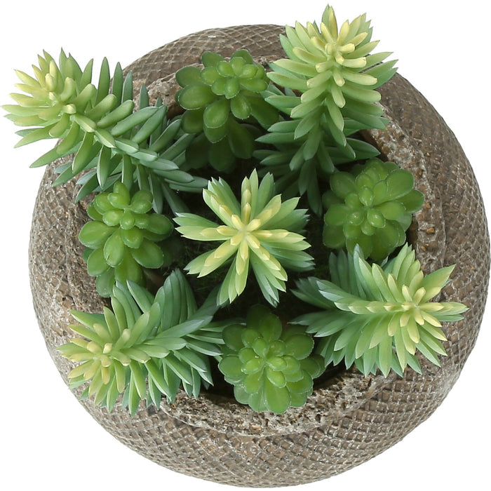 Succulent - 8" Artificial Plant (Set of 2) in a 6" Cement Pot