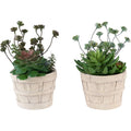 Succulent - 9" Artificial Plant (Set of 2) in a 5" Cement Pot