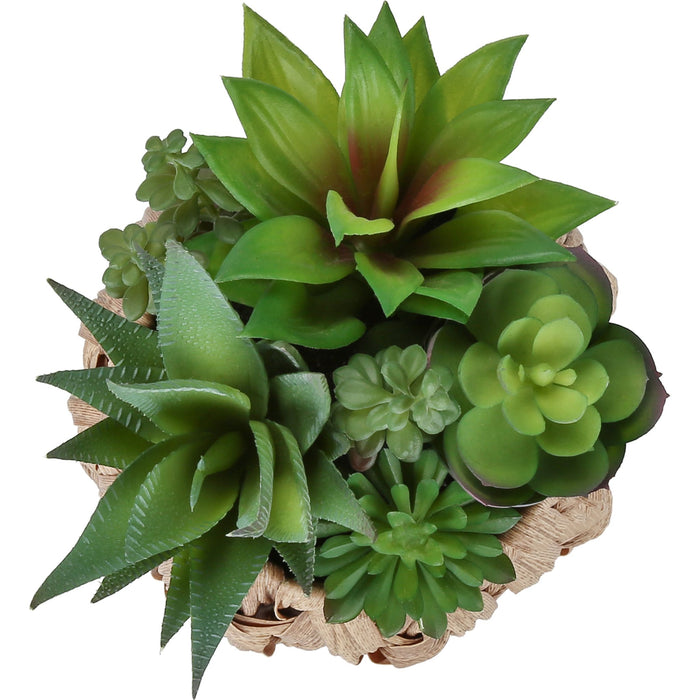 Succulent - 9" Artificial Plant (Set of 2) in a 6" Pot